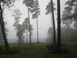 Looking South from Leith Hill